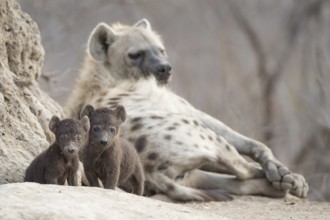 Spotted Hyena (Crocuta crocuta) two cubs with mother, Sabi Sands, South Afrika