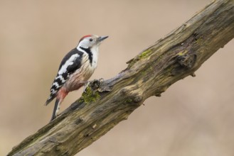 Middle Spotted Woodpecker (Dendrocoptes medius) climbing up a tree trunk, Poland