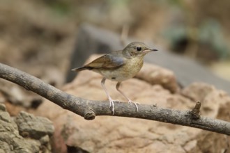 Siberian Blue Robin (Larvivora cyane) juvenile male, Kaeng Krachan, Thailand