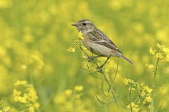 European Stonechat (Saxicola rubicola) female, Rhineland-Palatinate, Germany