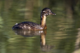 Little Grebe (Tachybaptus ruficollis) juvenile, Andalusia, Spain