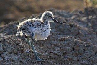 Pied Avocet (Recurvirostra avosetta) juvenile, Lesvos, Greece