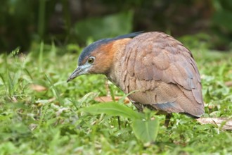 Malayan Night Heron (Gorsachius melanolophus), Taipei, Taiwan