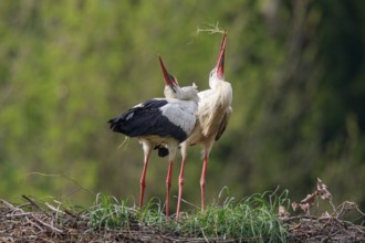 White Stork (Ciconia ciconia) pair at nest, North Rhine-Westphalia, Germany