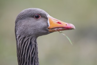 Greylag Goose (Anser anser), Lower Saxony, Germany