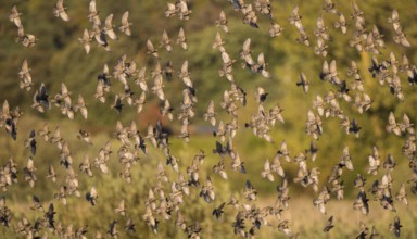 Common Starling (Sturnus vulgaris) large swarm flying in at sleeping place, Brandenburg, Germany