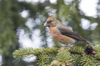 Common Crossbill - Fichtenkreuzschnabel - Loxia curvirostra ssp. tianshanica, Kyrgyzstan, adult