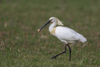 Eurasian Spoonbill (Platalea leucorodia), Netherlands