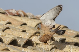 Lesser Kestrel (Falco naumanni), pair mating, Castile-La Mancha