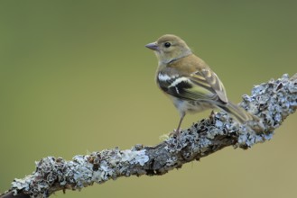 Common Chaffinch (Fringilla coelebs) juvenile perched on lichen branch, Andalusia, Spain