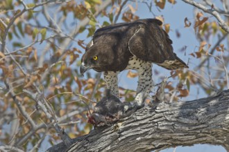 Martial Eagle (Polemaetus bellicosus) perched on a tree trunk with prey, Etosha, Namibia