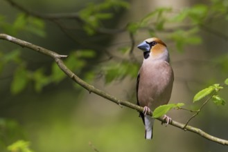 Hawfinch - Kernbeisser - Coccothraustes coccothraustes, Poland