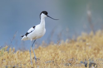 Pied Avocet (Recurvirostra avosetta), Lesvos, Greece