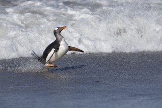 Gentoo Penguin (Pygoscelis papua) emerging from the surf, Sea Lion Island, Falkland Islands