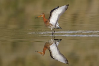 Black-tailed Godwit (Limosa limosa) landing, Texel, Netherlands