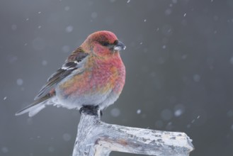 Pine Grosbeak - Hakengimpel - Pinicola enucleator ssp. enucleator, Finland, 1st W, male