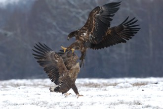 White-tailed Eagle (Haliaeetus albicilla) juveniles wrangling, Poland