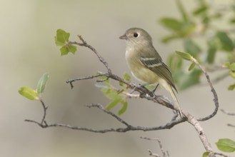 Hutton's Vireo (Vireo huttoni) perched on a branch, Arizona, USA