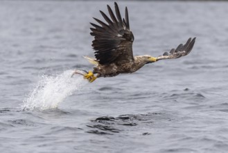 White-tailed Eagle (Haliaeetus albicilla) hunting, Norway