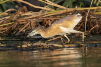 Squacco Heron (Ardeola ralloides), Eilat, Israel