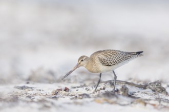 Pfuhlschnepfe, Limosa lapponica Bar-tailed Godwit, Limosa lapponica
