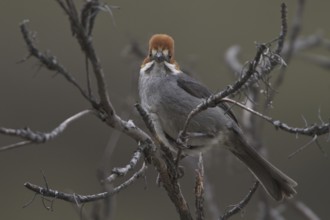 Rufous-eared Brushfinch (Atlapetes rufigenis), Central Highlands, Peru