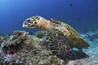 Echte Karettschildkröte, Eretmochelys imbricata Hawksbill Turtle, Eretmochelys imbricata