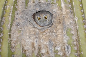 Elf Owl (Micrathene whitneyi) peering from nest hole in Saguaro cactus (Carnegiea gigantea),