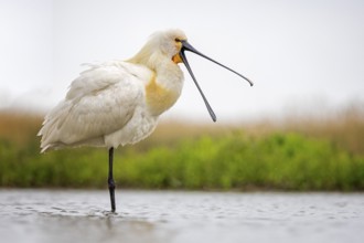 Eurasian Spoonbill (Platalea leucorodia), Kiskunsag National Park, Hungary