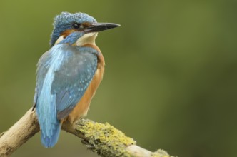 Common Kingfisher (Alcedo atthis), North Rhine-Westphalia, Germany