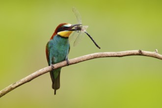 European Bee-eater, Merops apiaster, beautiful bird sitting on the branch with dragonfly in the