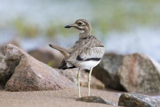 Water Thick-knee (Burhinus vermiculatus), Spekes Bay, Tanzania