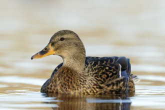 Mallard female low point of view at Reeuwijkse plassen Netherlands