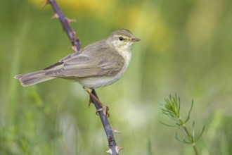 Willow Warbler (Phylloscopus trochilus) perched on thorny branch, Poland
