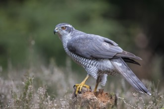 Northern Goshawk (Accipiter gentilis) male, Netherlands