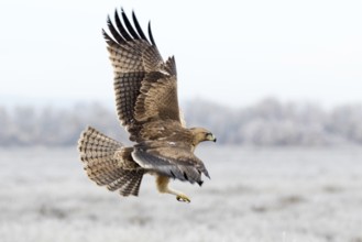 Bonelli's Eagle (Aquila fasciata) juvenile flying, Castile-La Mancha, Spain