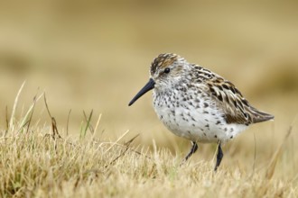 Western Sandpiper (Calidris mauri), Alaska, USA
