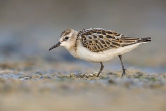 Little Stint (Calidris minuta) foraging, Poland