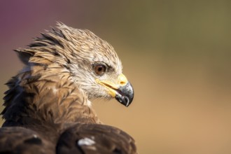Black Kite (Milvus migrans), Madrid, Spain