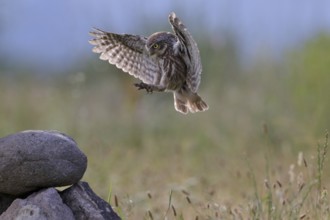 Steinkauz, lat. Athene noctua, im Landeanflug auf einen Steinhaufen