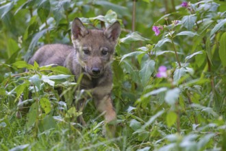 European Wolf (Canis lupus) young walking in meadow, Lower Saxony, Germany