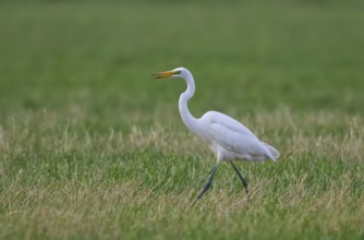 Great Egret (Ardea alba), North Rhine-Westphalia, Germany