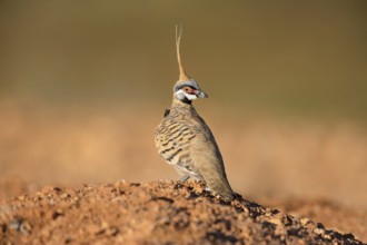 Spinifex Pigeon (Geophaps plumifera) perched on the ground, Queensland, Australia