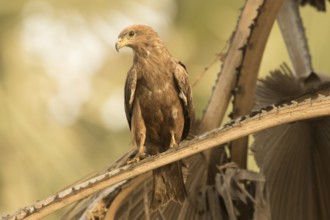 Black Kite (Milvus migrans), Gambia