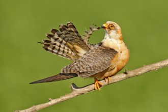 Red-footed Falcon, Falco vespertinus, bird sitting on branch with clear green background, cleaning