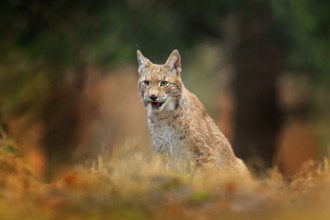 Hunting Eurasian Lynx in green forest. Portrait of cute young cat. Wildlife scene from European