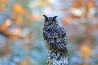 Winter and autumn forest with beautiful bird. Eurasian Eagle Owl, Bubo Bubo, sitting on the tree