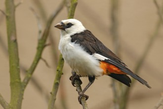 White-headed buffalo weaver or white-faced buffalo-weaver, Dinemellia dinemelli, white and gray