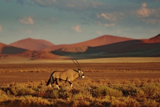 Gemsbok with orange sand dune evening sunset. Gemsbuck, Oryx gazella, large antelope in nature