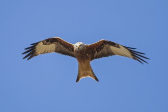 Red Kite (Milvus milvus) flying, Hesse, Germany